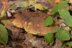 Suillellus queletii