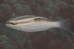 Scolopsis trilineata