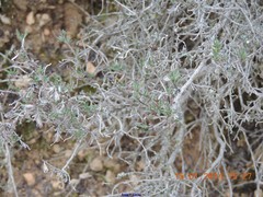 Lithodora fruticosa