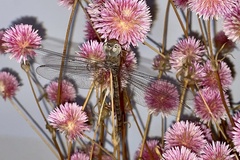 Gynacantha nourlangie