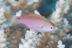 Cirrhilabrus punctatus