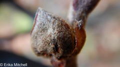 Dasineura serrulatae