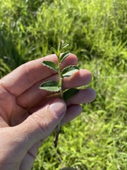 Lobelia concolor