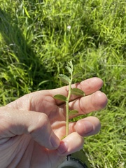 Lobelia concolor