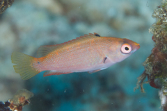 Cirrhilabrus punctatus