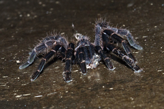 Chilobrachys stridulans