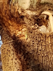 Hierodula transcaucasica