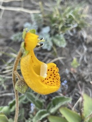 Calceolaria uniflora × polyrhiza