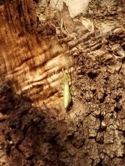 Hierodula transcaucasica