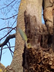 Hierodula transcaucasica