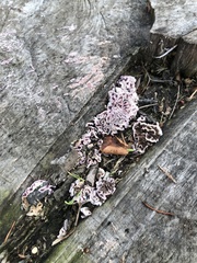 Fungi
