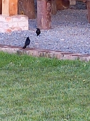 Quiscalus lugubris