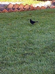 Quiscalus lugubris