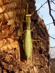 Hierodula transcaucasica