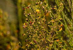 Pultenaea procumbens