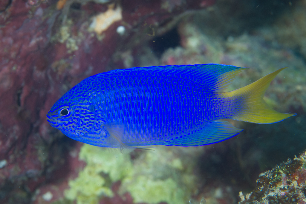 Azure damsel (Pomacentrus pavo) — Pomacentridae
