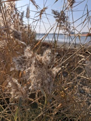 Phragmites australis