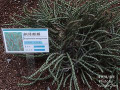 Euphorbia aeruginosa