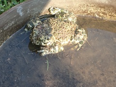 Bufotes viridis viridis