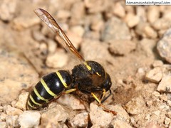 Ancistrocerus oviventris