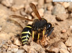 Ancistrocerus oviventris