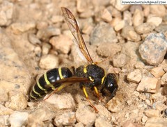 Ancistrocerus oviventris