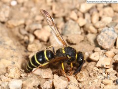 Ancistrocerus oviventris