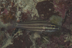 Cheilodipterus isostigma