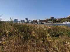 Phragmites australis