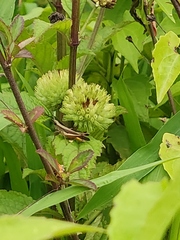 Acrididae