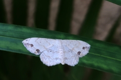 Scopula pulchellata agg