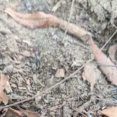 Cataglyphis longipedem