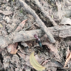 Cataglyphis longipedem