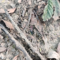 Cataglyphis longipedem