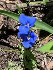 Commelina lanceolata