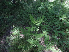 Styphnolobium affine