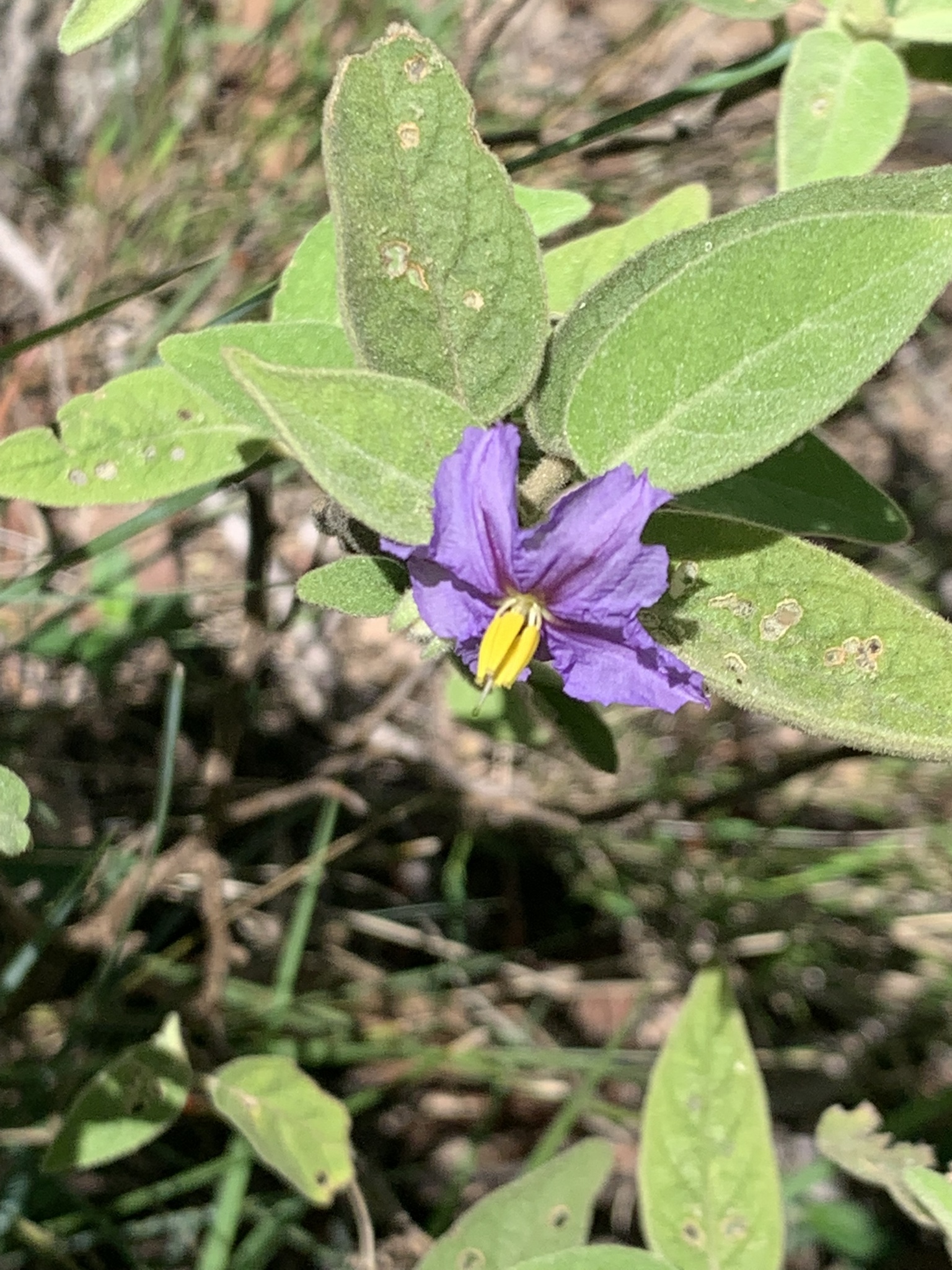 Solanum nemophilum