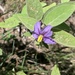 Solanum nemophilum - Photo (c) jblatchly, algunos derechos reservados (CC BY-NC)