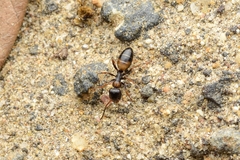 Opisthopsis respiciens