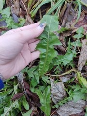 Taraxacum officinale