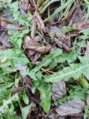 Taraxacum officinale