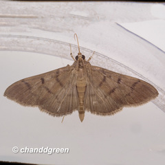 Omiodes pernitescens