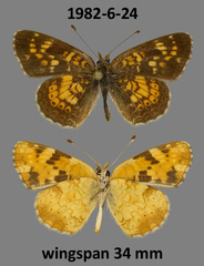 Phyciodes batesii