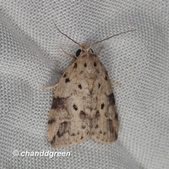 Giaura multipunctata