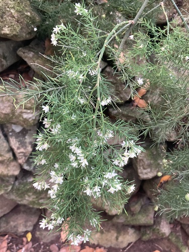 Esparragera (Asparagus fallax)