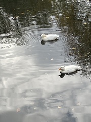 Anas platyrhynchos domesticus