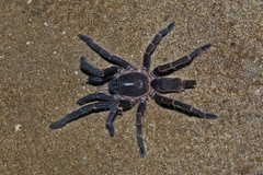 Chilobrachys stridulans