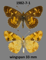 Phyciodes batesii