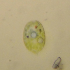 Phacus acuminatus