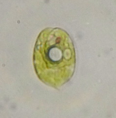 Phacus acuminatus
